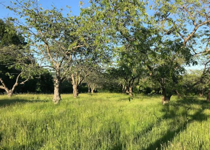 The Cherry Orchard