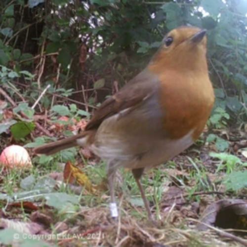 ringed robin