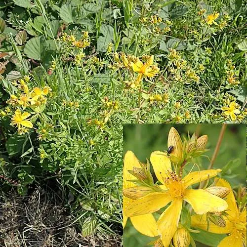 St Johns Wort