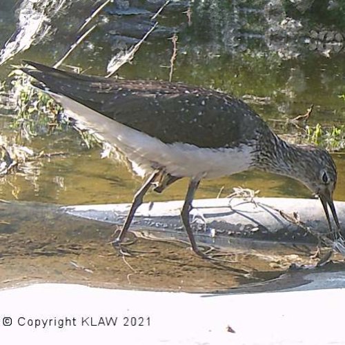 Green Sandpiper