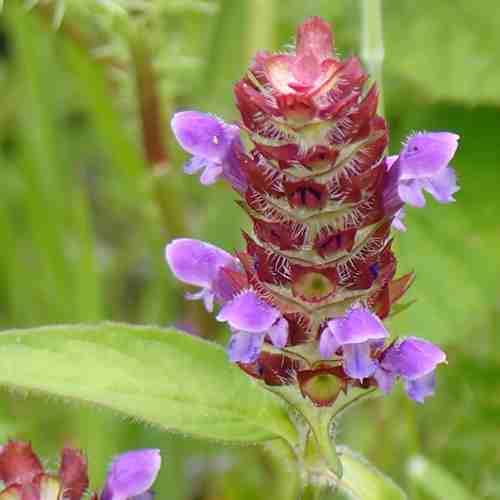 Self Heal