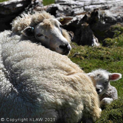 Sheep and lamb