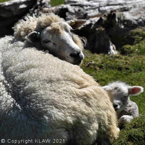 Sheep and lamb