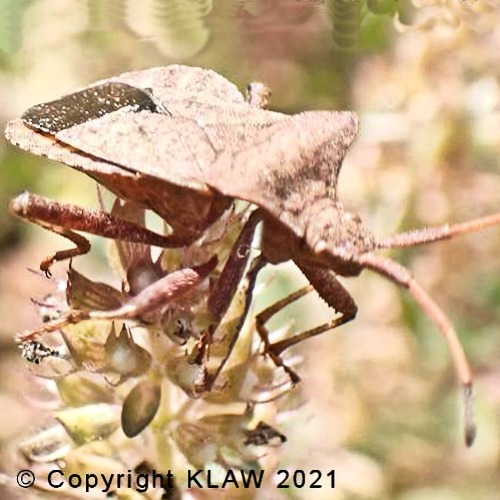Shield Beetle