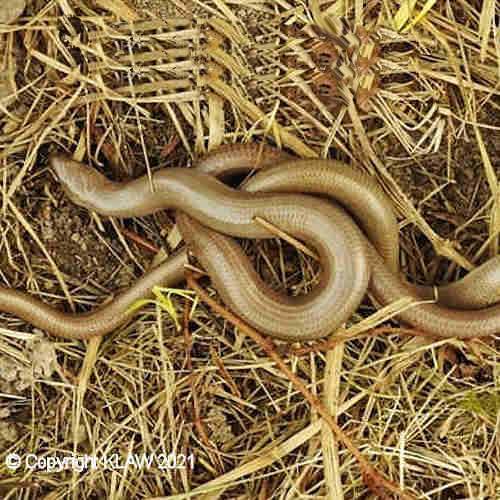 slow_worms_01