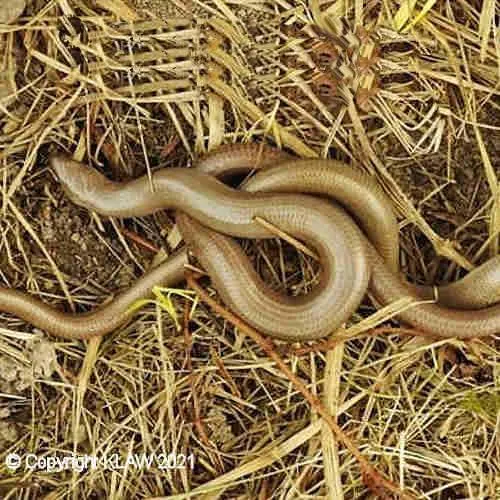 slow_worms_01