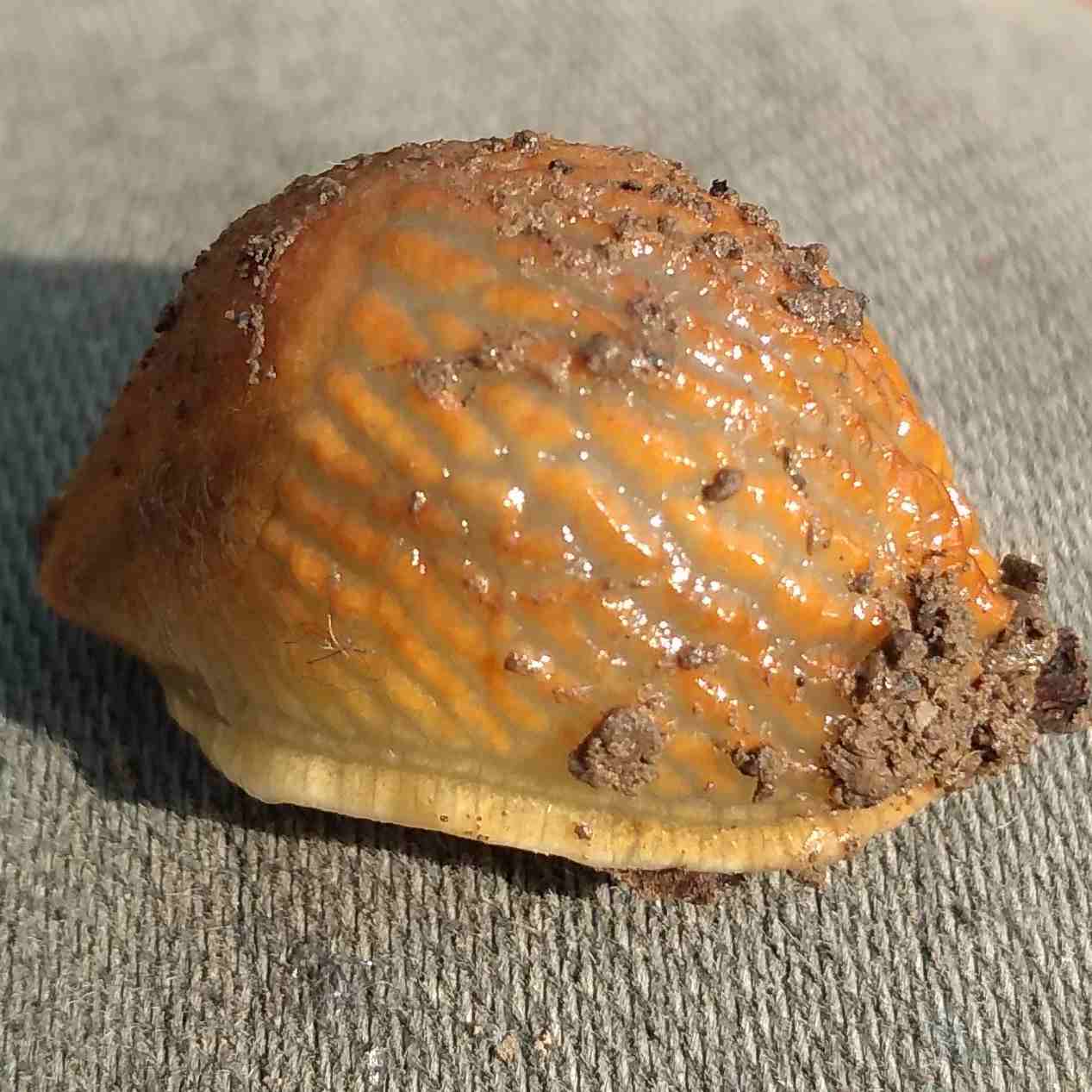 Slug
