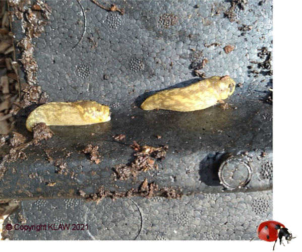 Good slugs and ladybird