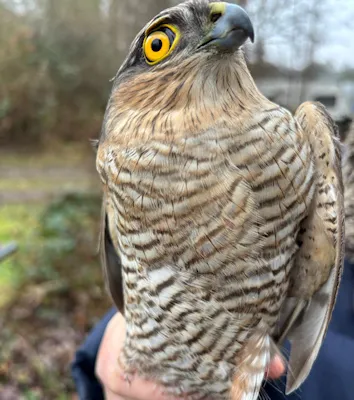 sparrow hawk