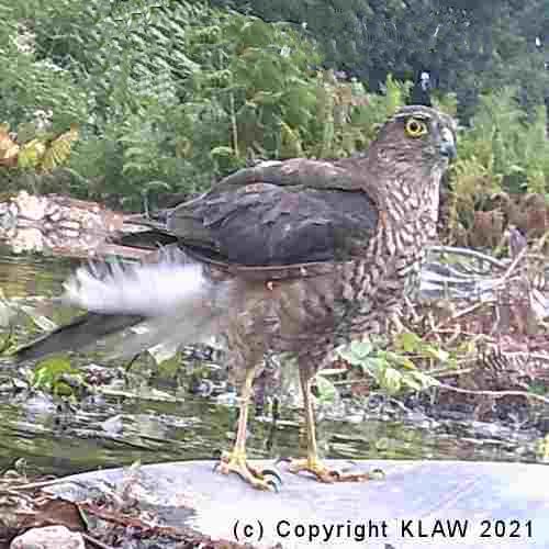 Sparrow Hawk