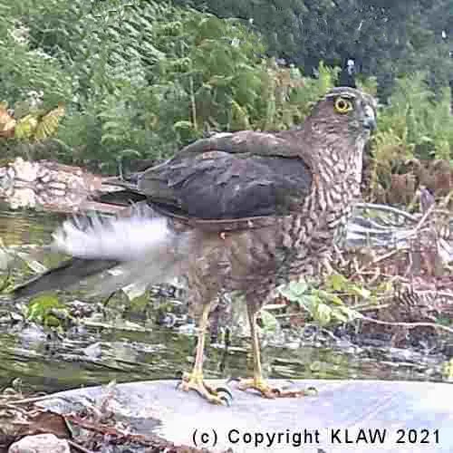 Sparrow Hawk
