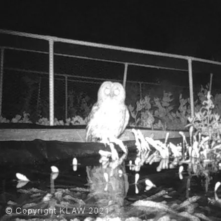 Tawny Owl