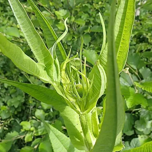 Teazle in bud