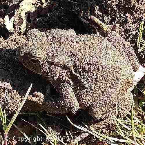 Toad
