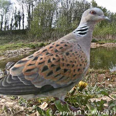 Adult Turtle Dove