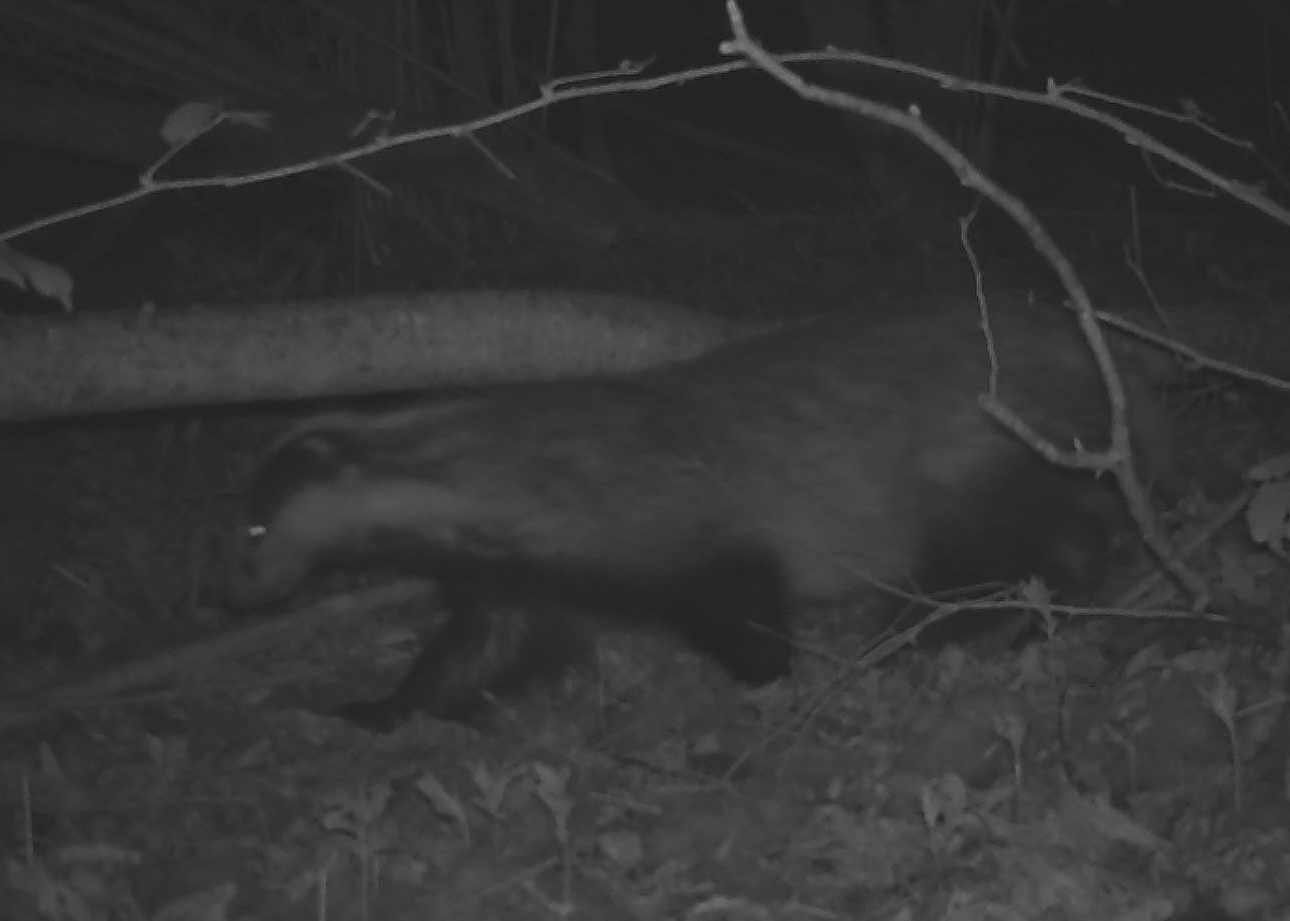 Badger