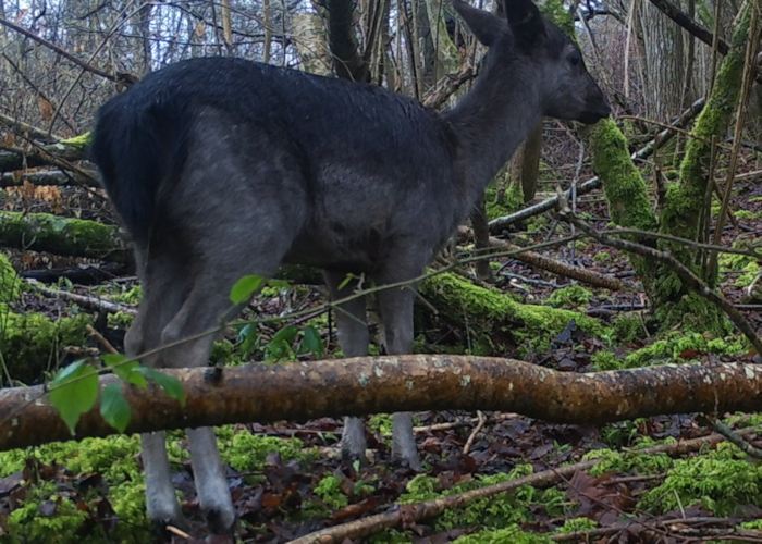Fallow Deer