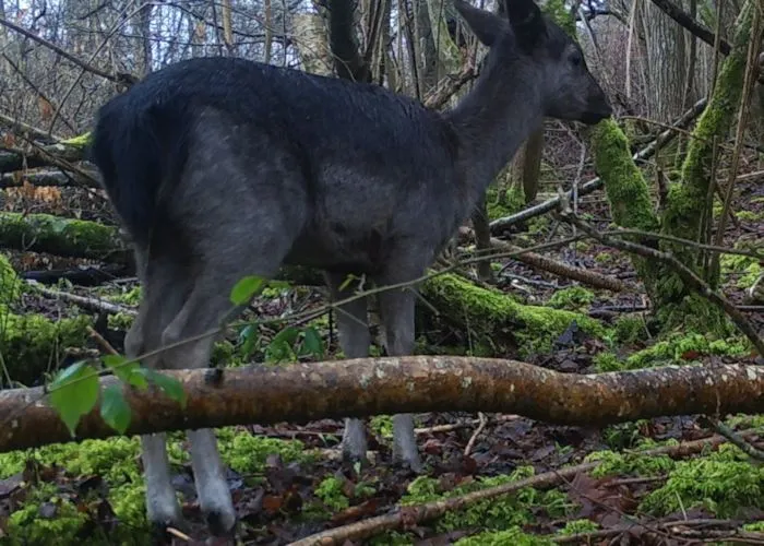 Fallow Deer