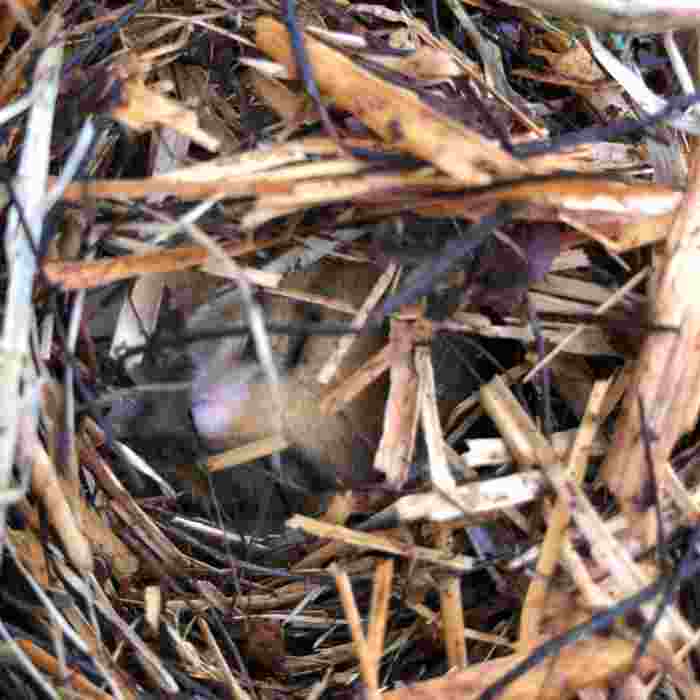 Hazel Dormouse Hibernating