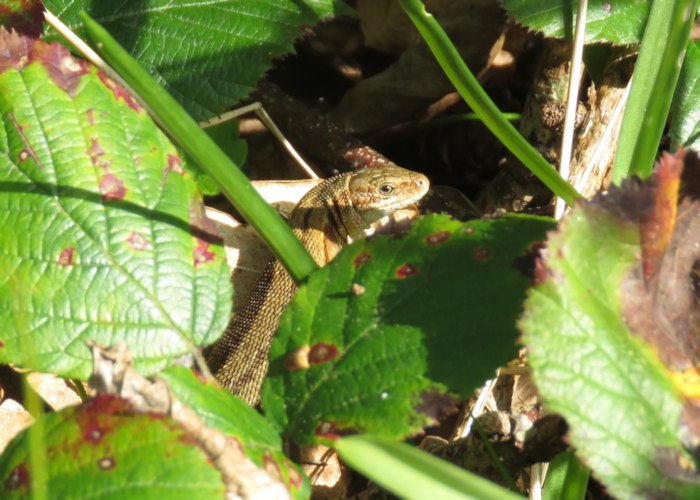Viviparous Lizard
