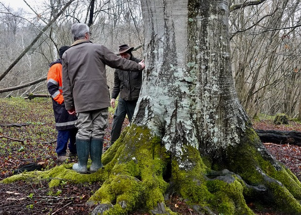 Tway Wood Beech Tree