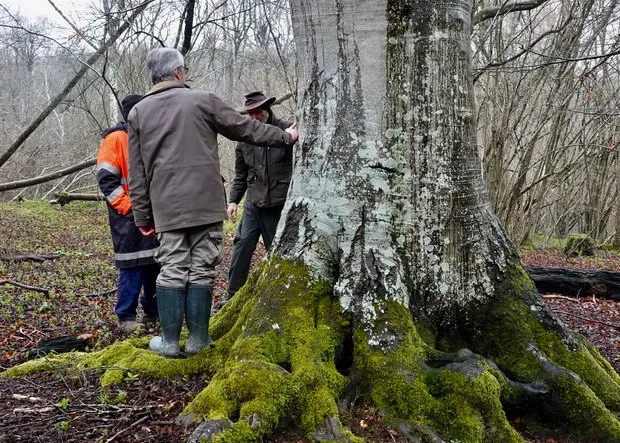 Tway Wood Beech Tree