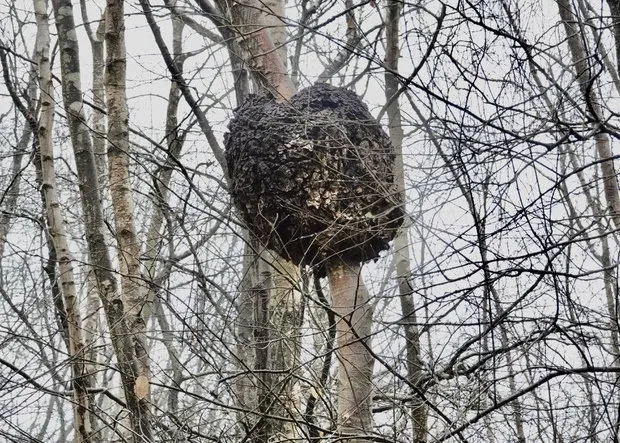 Tway Wood Gall