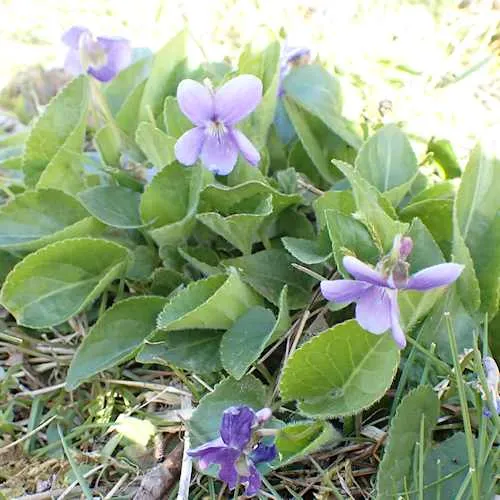 Violets