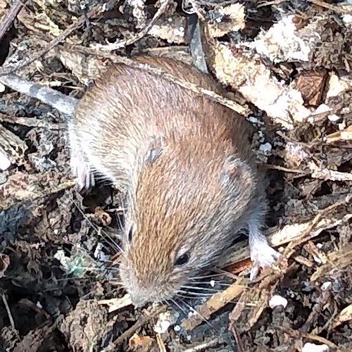 Vole