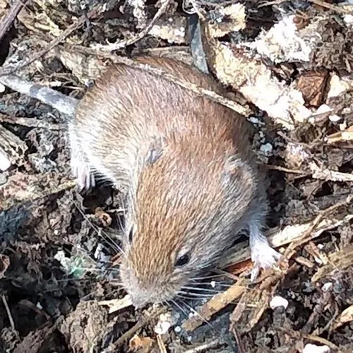 Vole