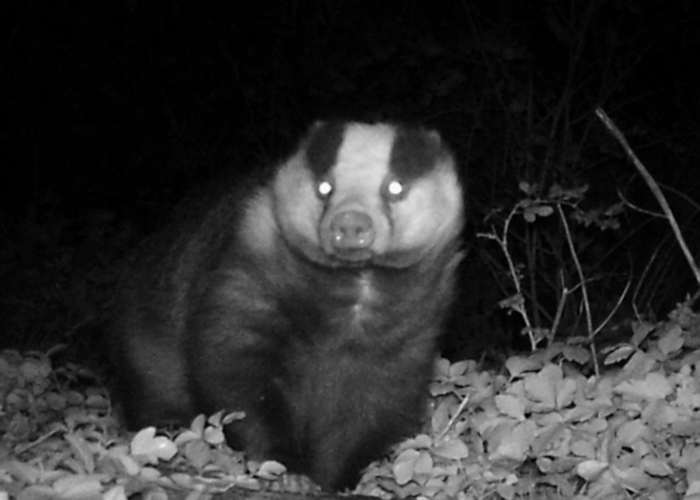 Badger foraging