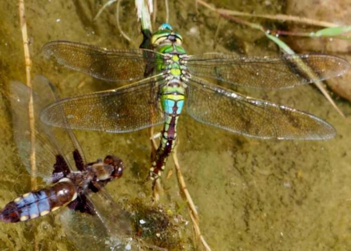 Two dragonflies