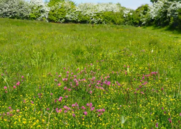 Wildflowers