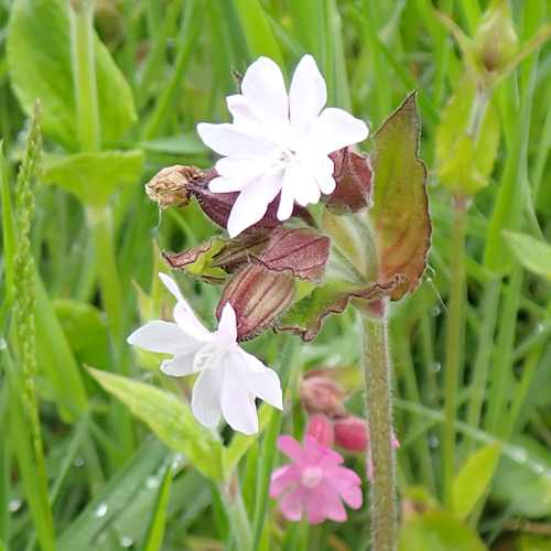 White Campion