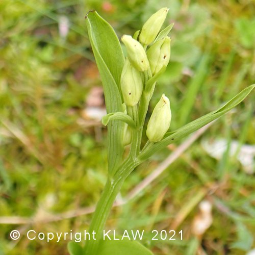 White Helleborine