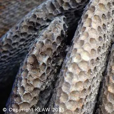 Wild Honeycomb