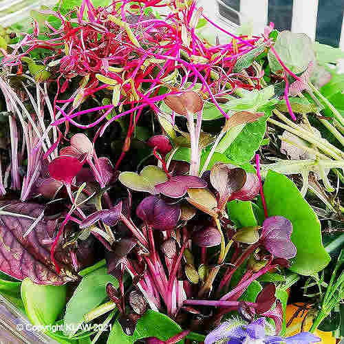Picture of Willow Farm salad