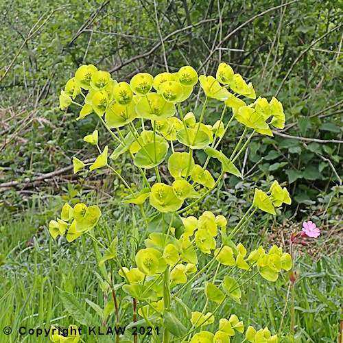Wood Spurge
