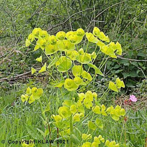 Wood Spurge