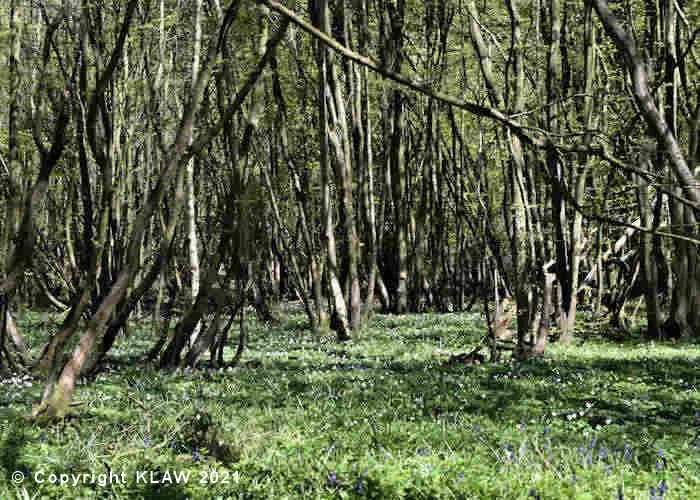 Image of woodlands