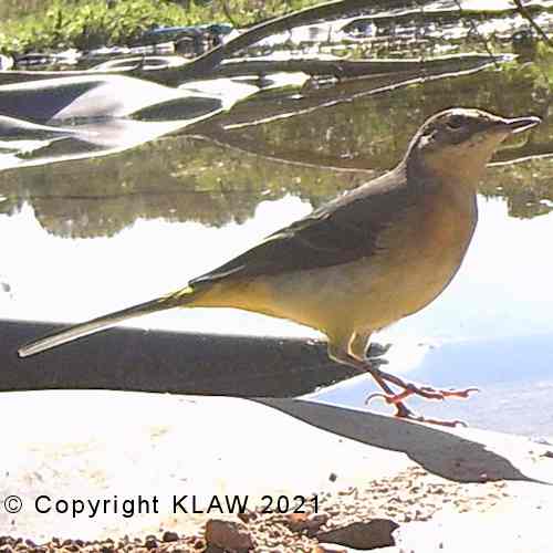Yellow Wagtail